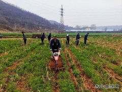 蒲白朱家河煤矿新英皇体育产业中心：生态农业承包记