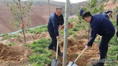 陕煤陕北矿业涌鑫公司：党员植树当先锋，共为矿区添新绿