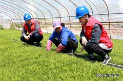 国网黑龙江兴凯湖电业公司：浪花滚滚润田酥 苗齐禾壮展绿装