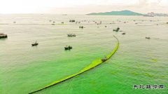 青岛全力阻截抗击最大规模浒苔侵袭