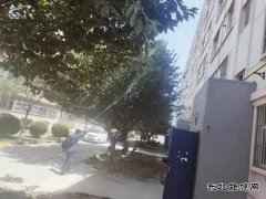 中心社区：绿植打药 保护树木 美化家园