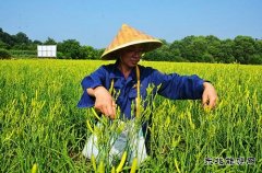 蒲白朱家河煤矿新英皇体育产业中心黄花菜采摘忙