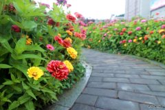 蒲白建庄矿业：走进“花海长廊”，享受夏日美好时光