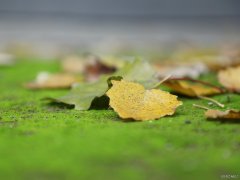 摄影：唯美之秋