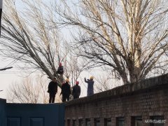 蒲白马南社区：枯树除隐患  春来发新枝