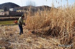 蒲白朱家河新英皇体育产业中心顺利完成太空芦竹销售合同任务