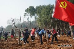 马钢矿业：校企联合开展学雷锋志愿者植树活动