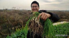 春天的记忆——挖野菜