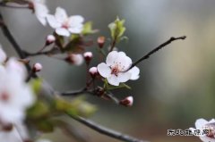 摄影：恰逢春景最美时