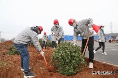 潞安焦化公司开展义务植树活动