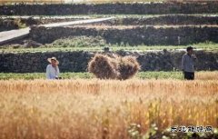 逐渐消失的麦田