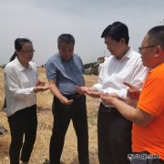 陕煤蒲白矿业：农光互补  “麦”向丰收