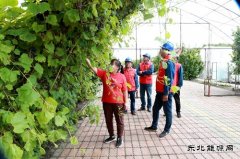 国网兴凯湖供电公司：供电有保障 葡萄甜又香