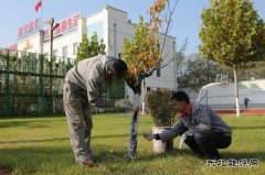 潞安焦化：树木穿“新衣”防冻防虫保过冬