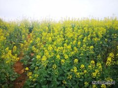 消失的油菜花海