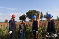 岱：畔高粱红 凉城县喜迎丰收年