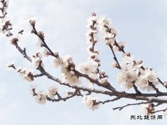 含苞待放、俏立枝头（摄影）