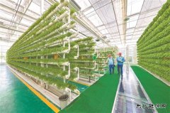 气足质优 百姓“菜篮子”拎得稳