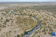 塔里木河生态输水守护两岸“绿色走廊”