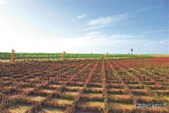 长庆油田：建一座气田 留一片绿色