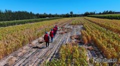 国网敖汉旗供电公司：秋检正当时 巡视“添底气”