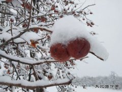渭南市蒲城县：《红柿映雪，渭北冬日绮梦》