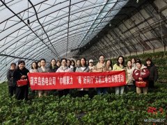 大唐葫芦岛热电公司：春日有约 共享 “莓”好时光