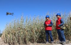 国网阿鲁科尔沁旗供电公司：电力赋能秋收 共绘丰收美景